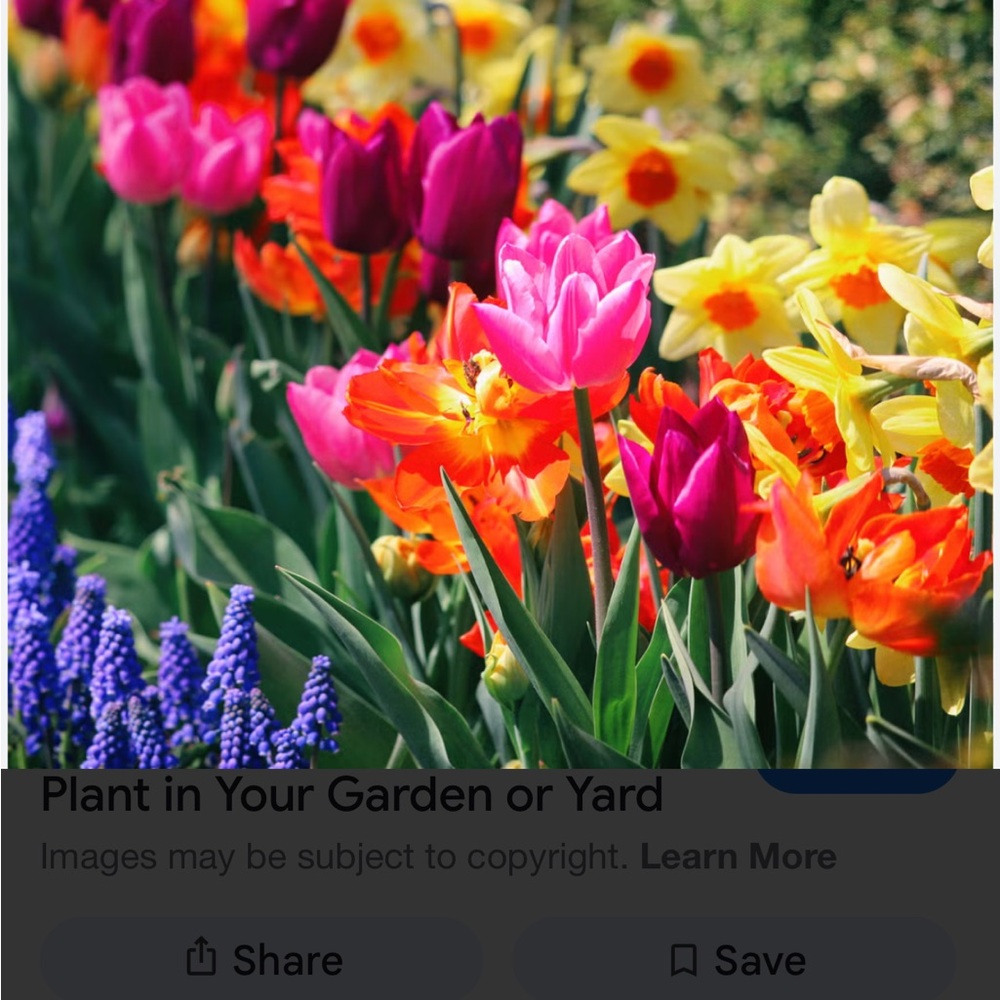 Maria Bundle - image 1